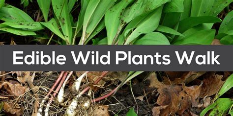 Edible Wild Plants Walk, Harris Nature Center, Okemos, 11 May 2024 ...