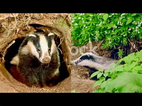 Topo 的图像结果