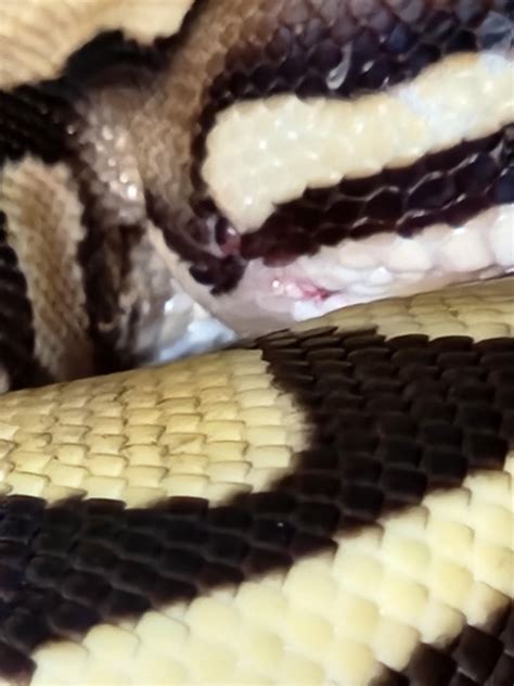 Image result for Ball Python Biting Human