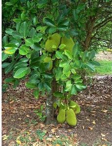 Cloud Farm Jack Fruit Plant Price in India - Buy Cloud Farm Jack Fruit ...