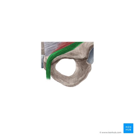 Image result for Cremasteric Muscle Contraction