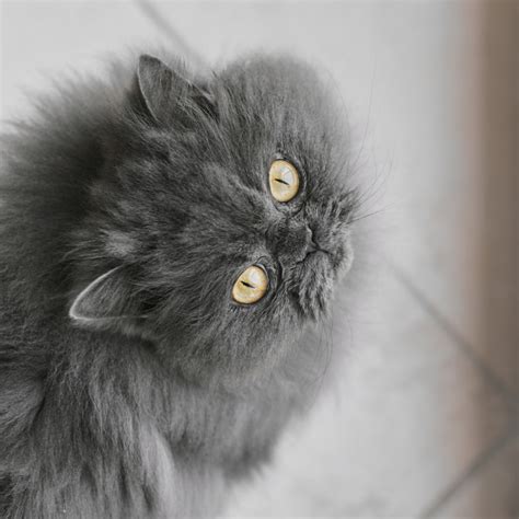 10 Signs Your Cat Is Happy and Feels Safe, A Vet Explains - Parade Pets