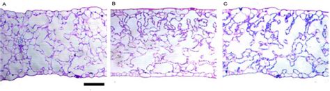 Morpho-Anatomical, Physiological, and Mineral Composition Responses ...