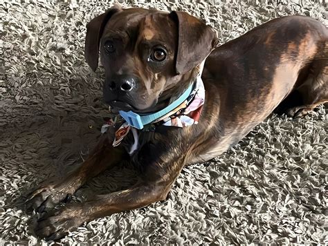 Boston Terrier Weiner Dog Mix: A Perfect Blend of Playfulness