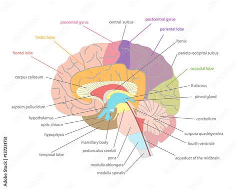 Image result for Brain Cells Reprogramming