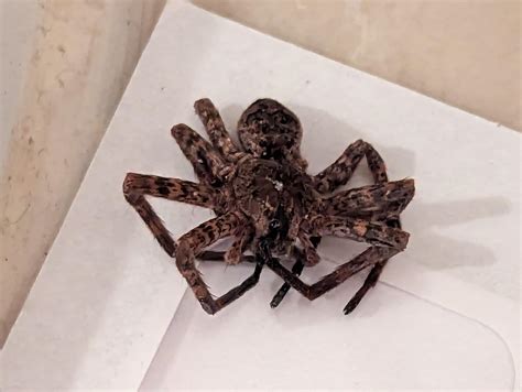 what kind of spider is this? about the size of a half dollar coin. I'm ...