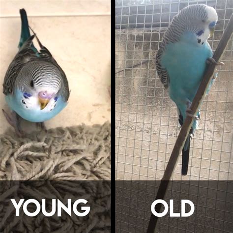 How to Tell a Budgie’s Age (Complete Guide) - Budgie World