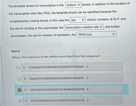 SOLVED: The template strand for transcription is the bottom strand. In ...