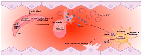 Mitochondria: Emerging Consequential in Sickle Cell Disease