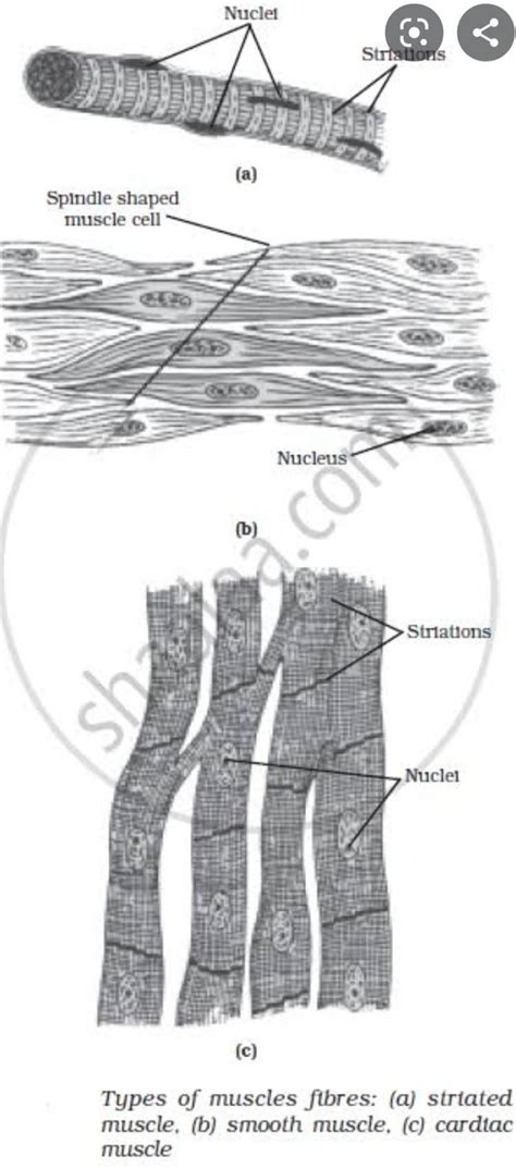 Show the difference between three types of muscle fibres with diagrams ...