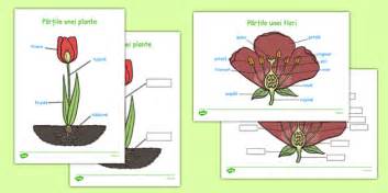 Părțile unei plante - Planșe