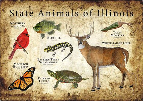 Illinois State Symbols Coloring Pages