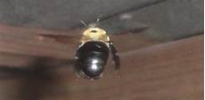 bienen niedrigere klassifizierungen how to deal with carpenter bees today s homeowner bienen niedrigere klassifizierungen how to deal with carpenter bees today s homeowner