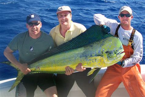 Mahi Mahi Fish History at Maria Smitherman blog
