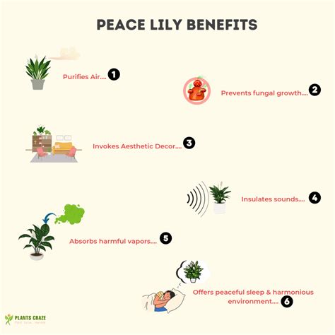 Peace Lily Benefits [7 of the Best Ones You Did Not Know!]