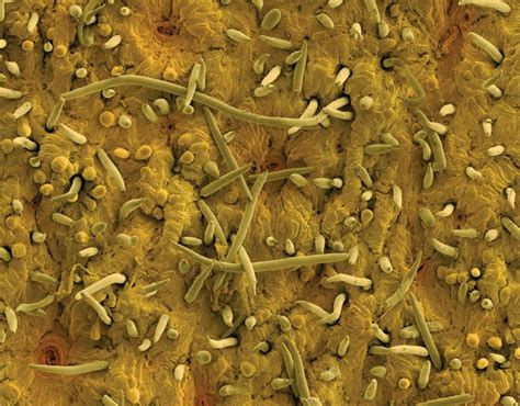 Microscopic 的图像结果