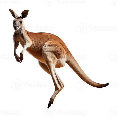 Leaping Red Kangaroo with Powerful Hind Legs 48939674 PNG