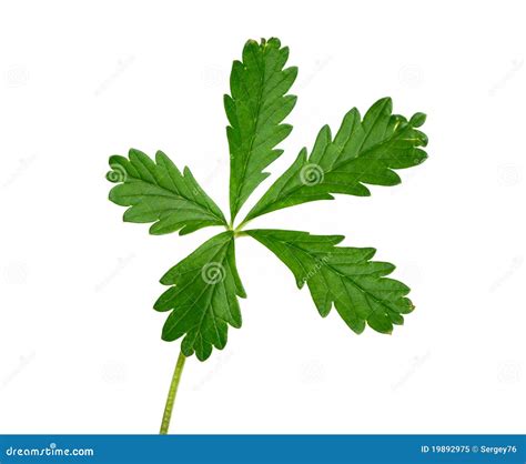 Green Plant with Five Leaves Isolated Stock Image - Image of object ...