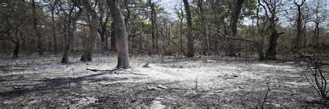 Forest Fire Alerts Dashboard