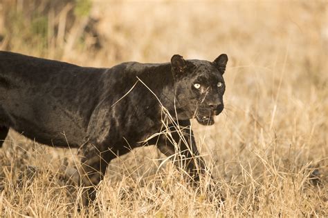 What is a black panther? - Discover Wildlife