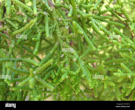 California Juniper