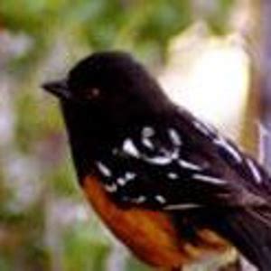 Image result for JavaScript and SQL