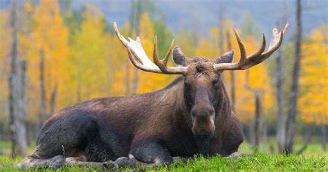 Moose Craft Mods 的图像结果