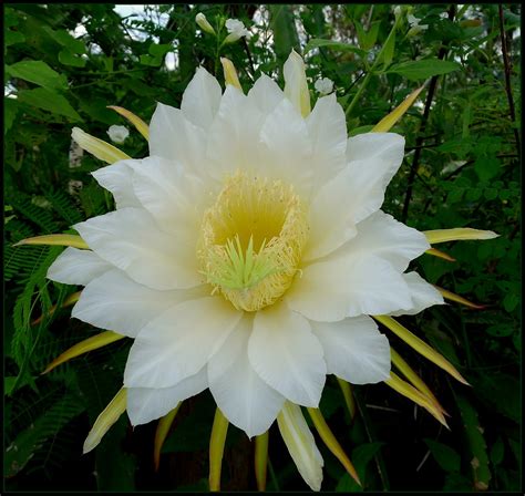 Image result for Modul Download Python