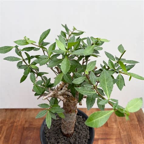 Commiphora kua【コミフォラ・クア】 | RIMO'S GREEN 【Saboten & Succulent】