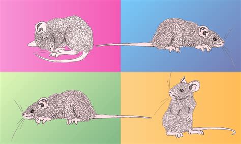 Image result for Monty Python Mice Men