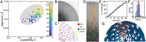 Geometrical frustration of phase-separated domains in Coscinodiscus ...