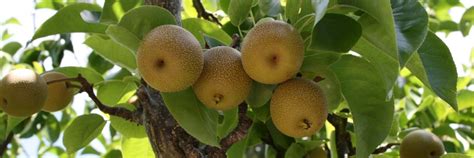 Hangover Cure: Asian Pears Can Reduce Symptoms By 21% - Health & Sports ...