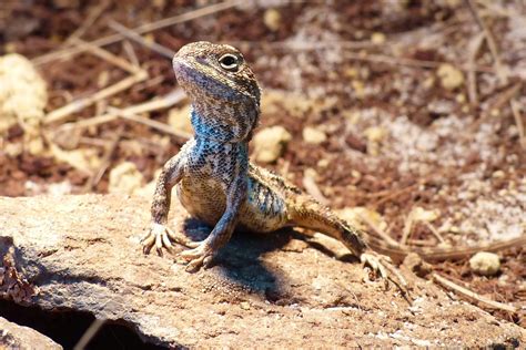 Image result for Lizard Dissection