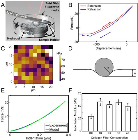 Alginate-Collagen Fibril Composite Hydrogel