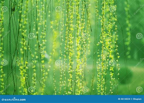 Weeping willows stock photo. Image of china, plant, sunshine - 4614024