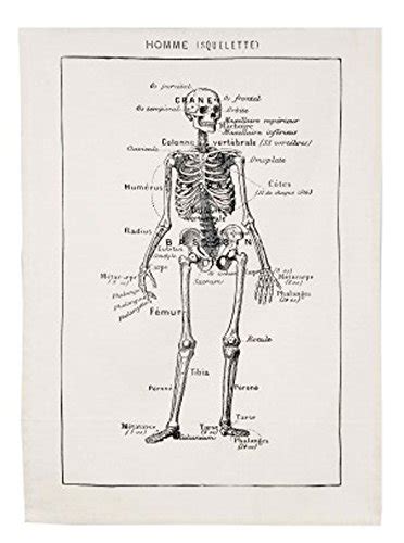 Home Collection by Raghu Skeleton Towel, 18 by 28-Inch Set of 2 ...