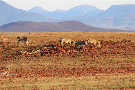 ELEPHANT CAMPSITE (Palmwag) - Campground Reviews & Photos - Tripadvisor