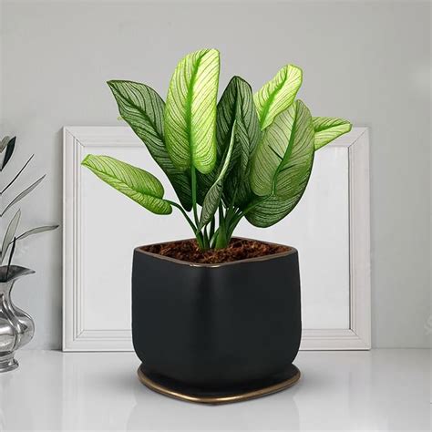 Lasaki Pearl Medium Black Gold Ceramic Pot with Bottom Tray/Plate for ...