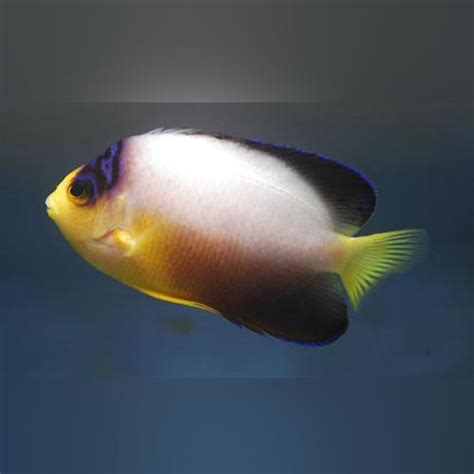Image result for Colorful Angelfish
