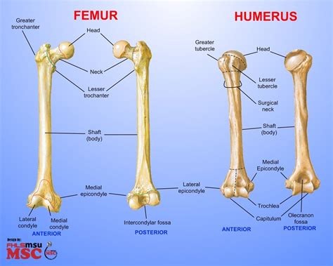 Diagram Of The Femur