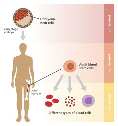Stem cells — lesson. Science State Board, Class 10.
