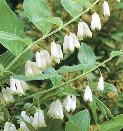 Solomon Seal Plant Roots/bulbs/tubers - Etsy