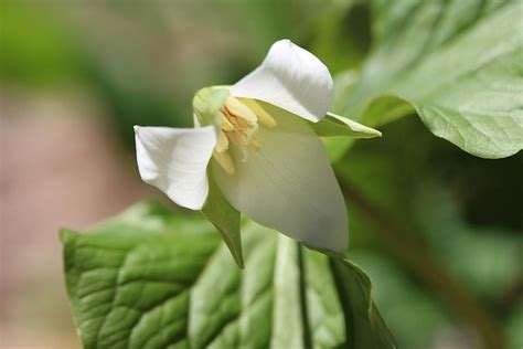 Wildflower Walk at Shenks Ferry Wildflower Preserve, Shenks Ferry ...