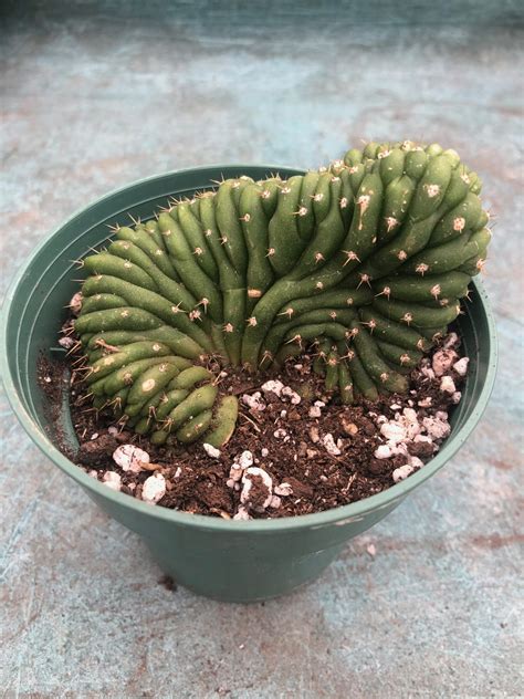 Trichocereus Pachanoi f. Cristata | Crested San Pedro Cactus