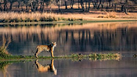 Summer safari―incredible safari trips in India | TimesTravel