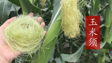玉米须的功效与作用,玉米须的食用方法