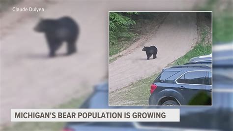 Bear sightings in West Michigan | What to know | wzzm13.com