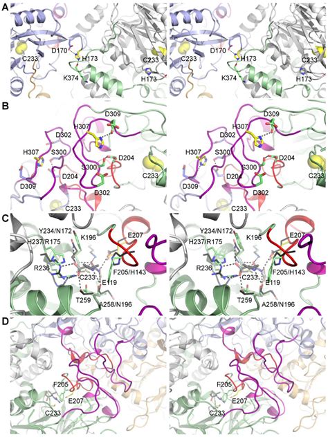 The Allosteric Regulation of Β-Ureidopropionase Depends on Fine-Tuned ...