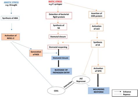 IJMS | Special Issue : Signal Transduction Pathways in Plants for ...