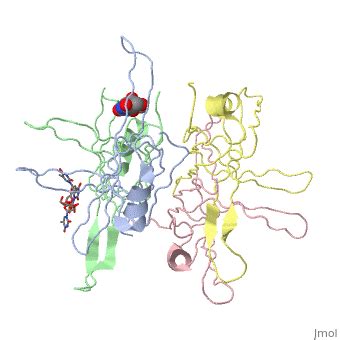 Single-Stranded Binding Protein 的图像结果
